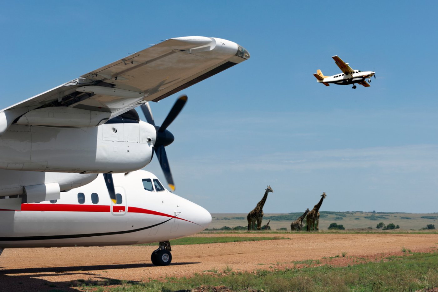 Buschflugzeug auf einer Sandpiste in der Savanne, im Hintergrund Giraffen